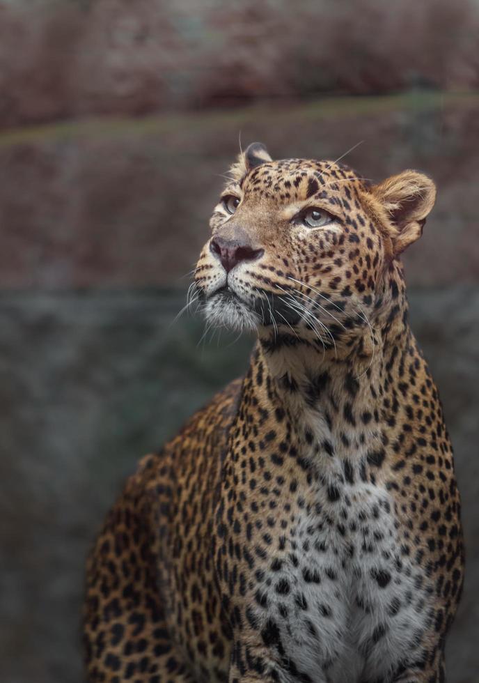 leopardo de Sri Lanka foto