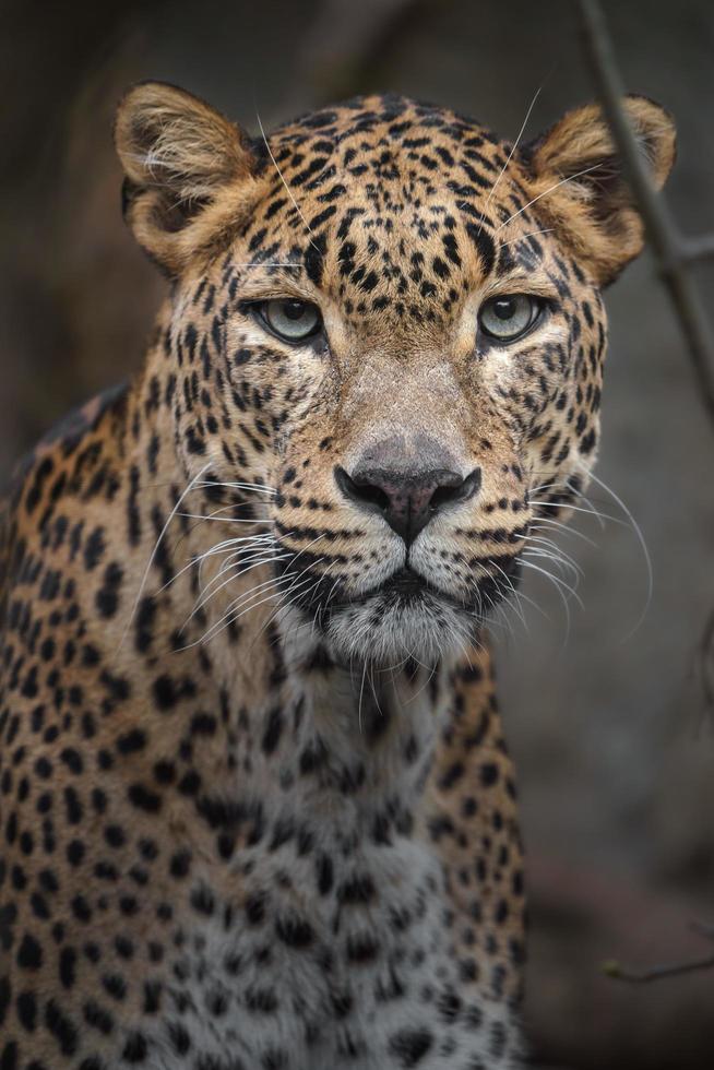 Sri lankan leopard photo