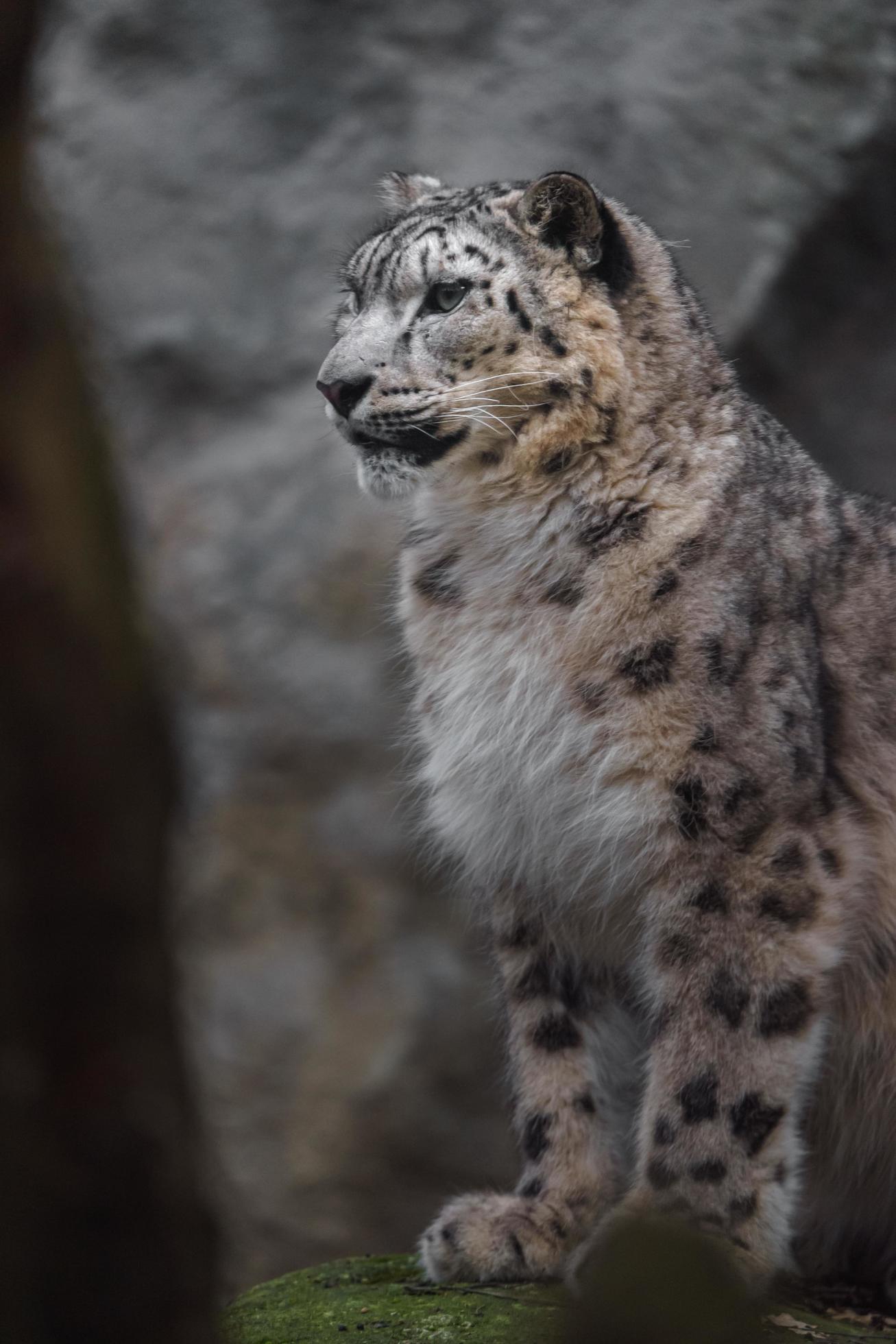 Snow leopard in zoo 6526521 Stock Photo at Vecteezy