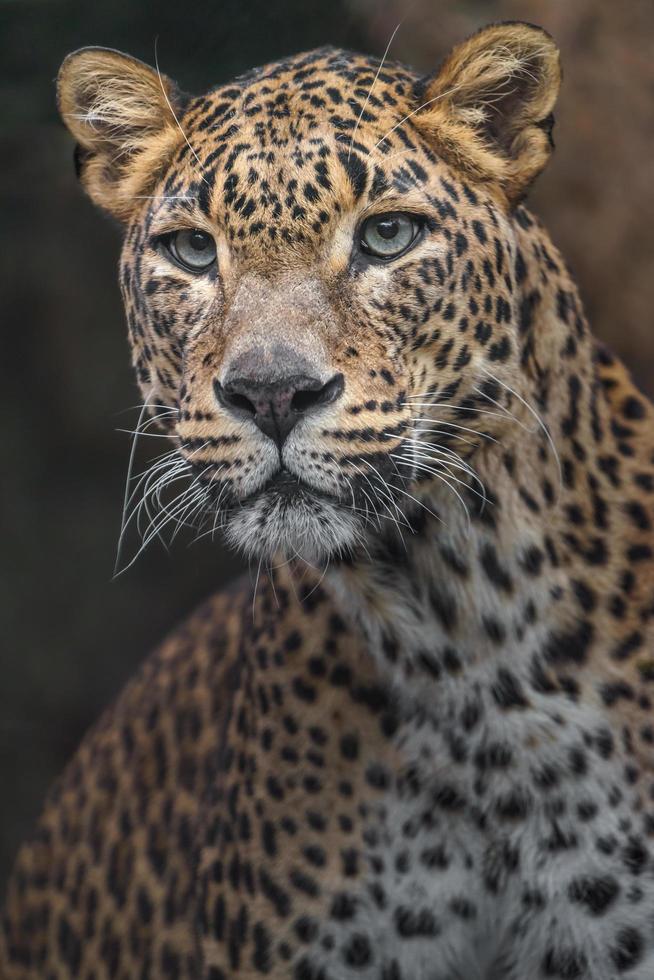 Sri lankan leopard photo