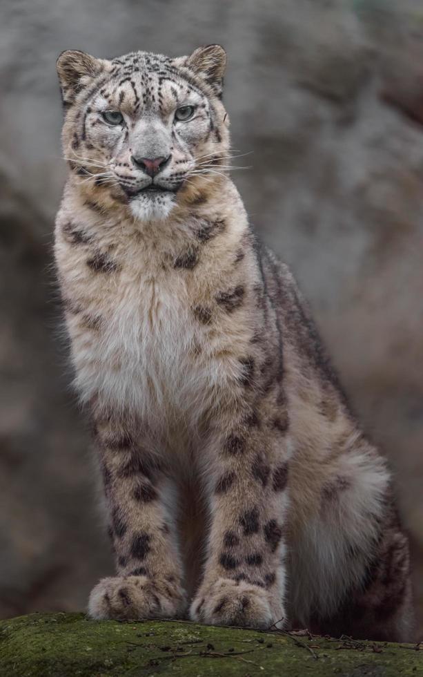 Snow leopard in zoo photo