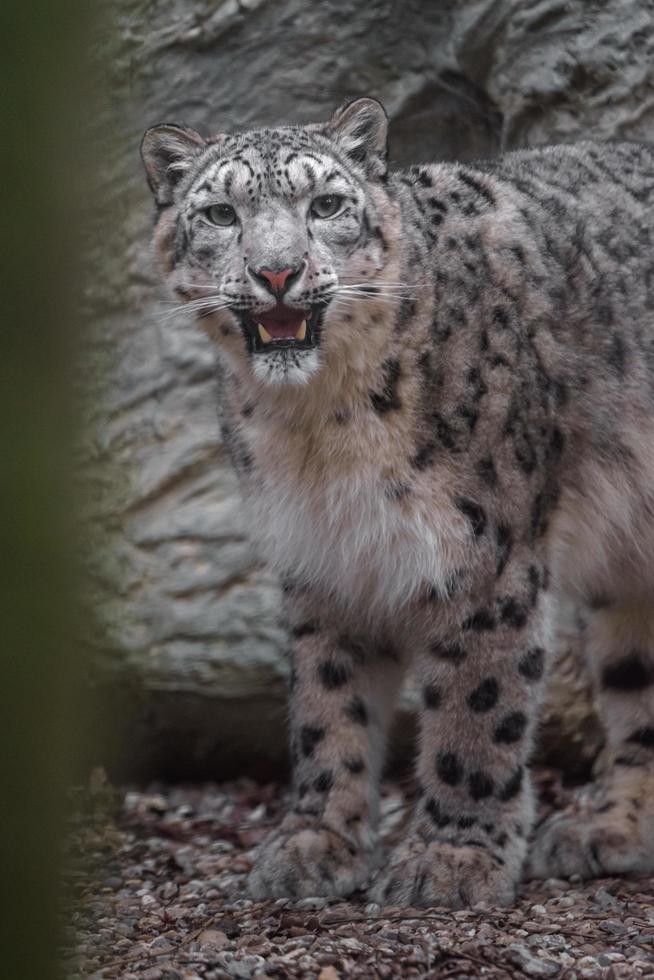 Snow leopard in zoo photo