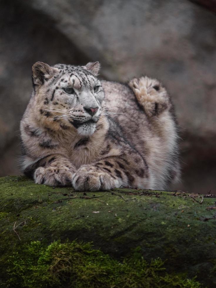 Snow leopard in zoo photo