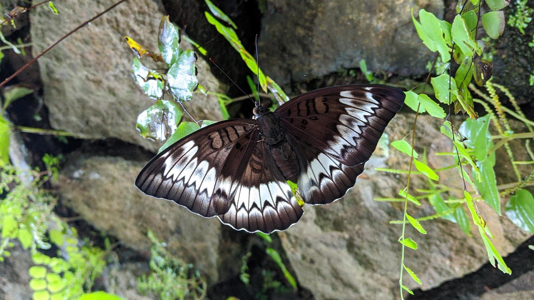 A brown butterfly with a beautiful white pattern for a walpapper or attachment to an article about nature. photo