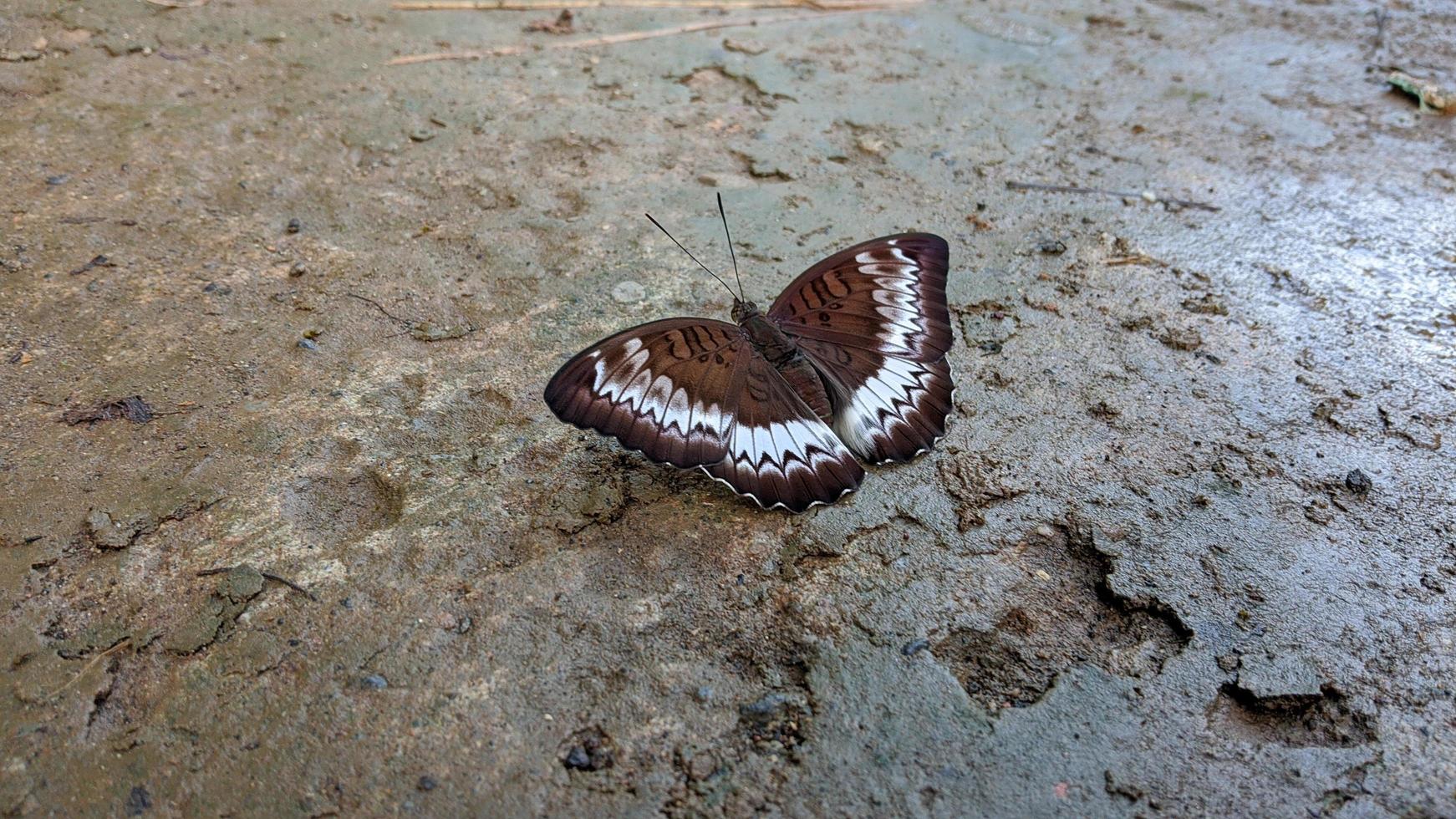 una mariposa marrón con un hermoso patrón blanco para un walpapper o adjunto a un artículo sobre la naturaleza. foto