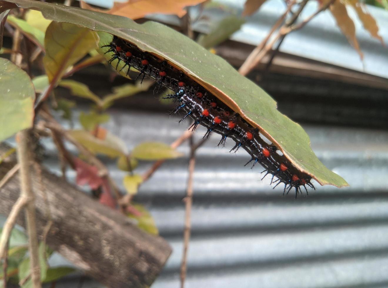 Doleschallia bisaltide caterpillar caterpillar sticks to the leaf photo