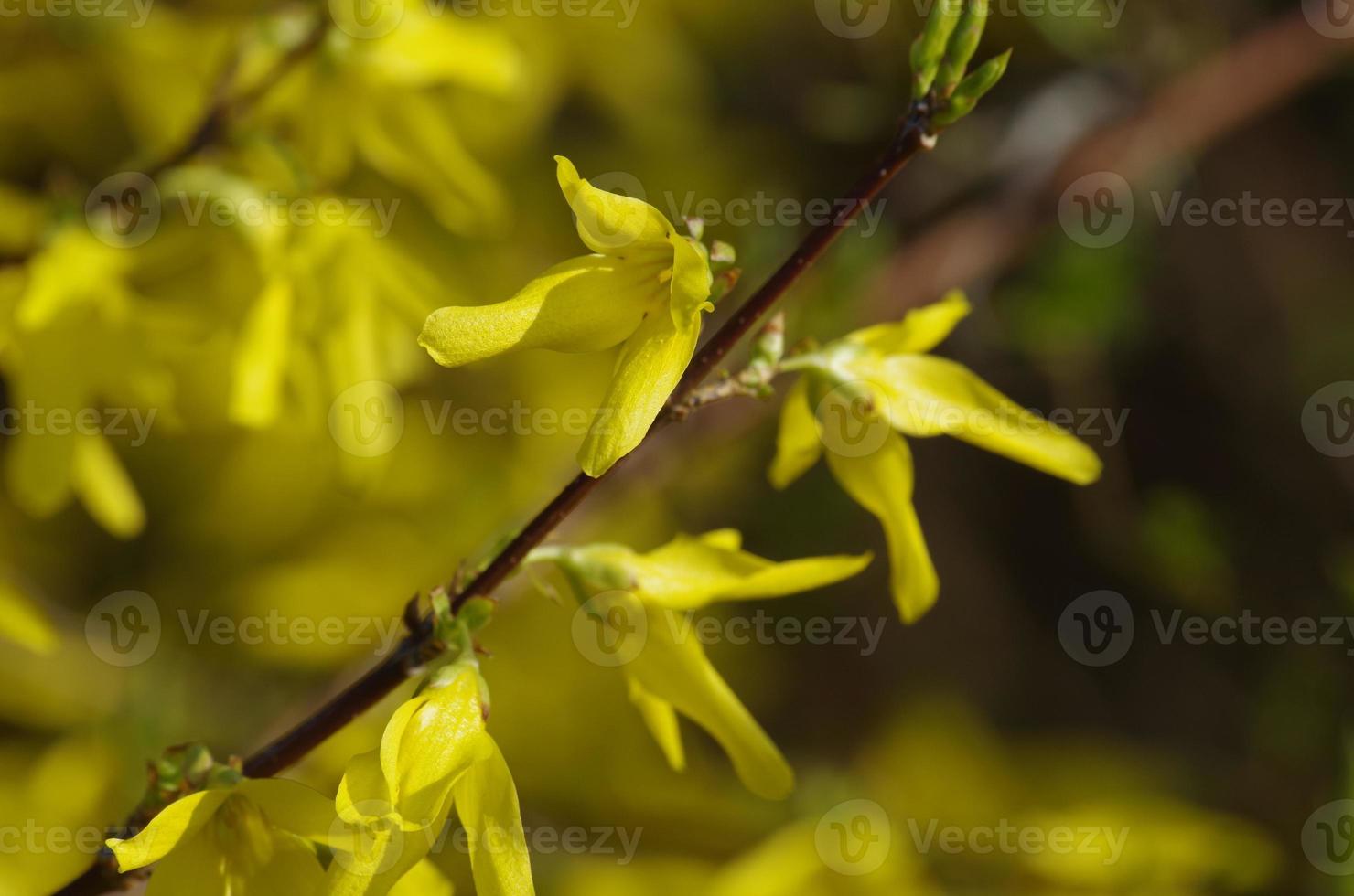 Detail of laburnum blossom photo