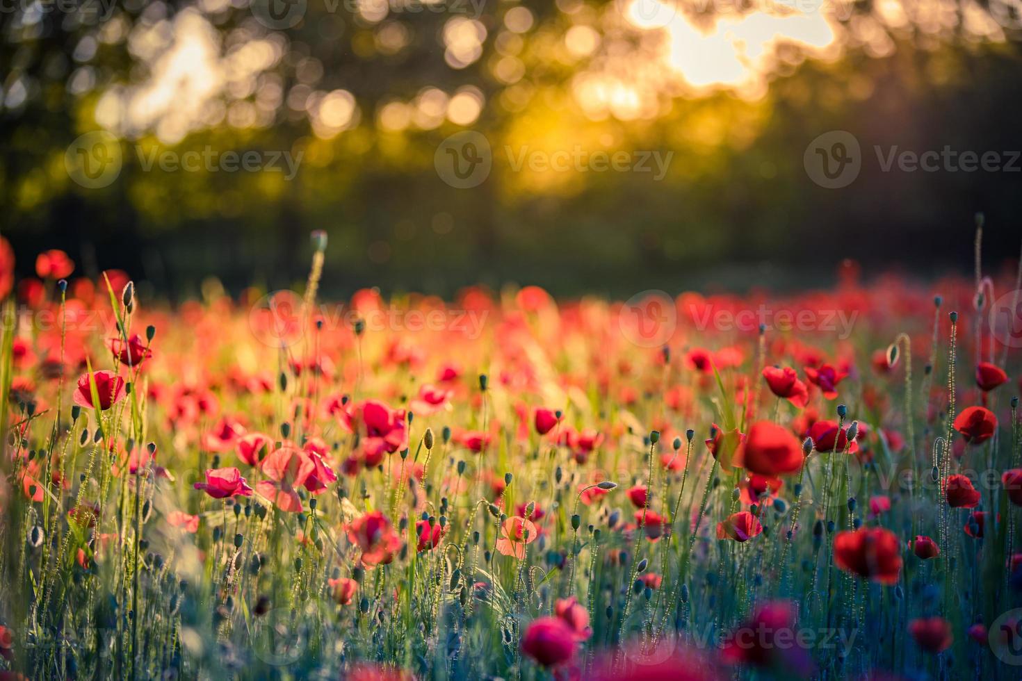 Wonderful floral landscape at sunset. Wild flowers in springtime. Beautiful natural landscape in the summertime. Amazing nature sunny scene, red poppy flowers, blurred forest field photo