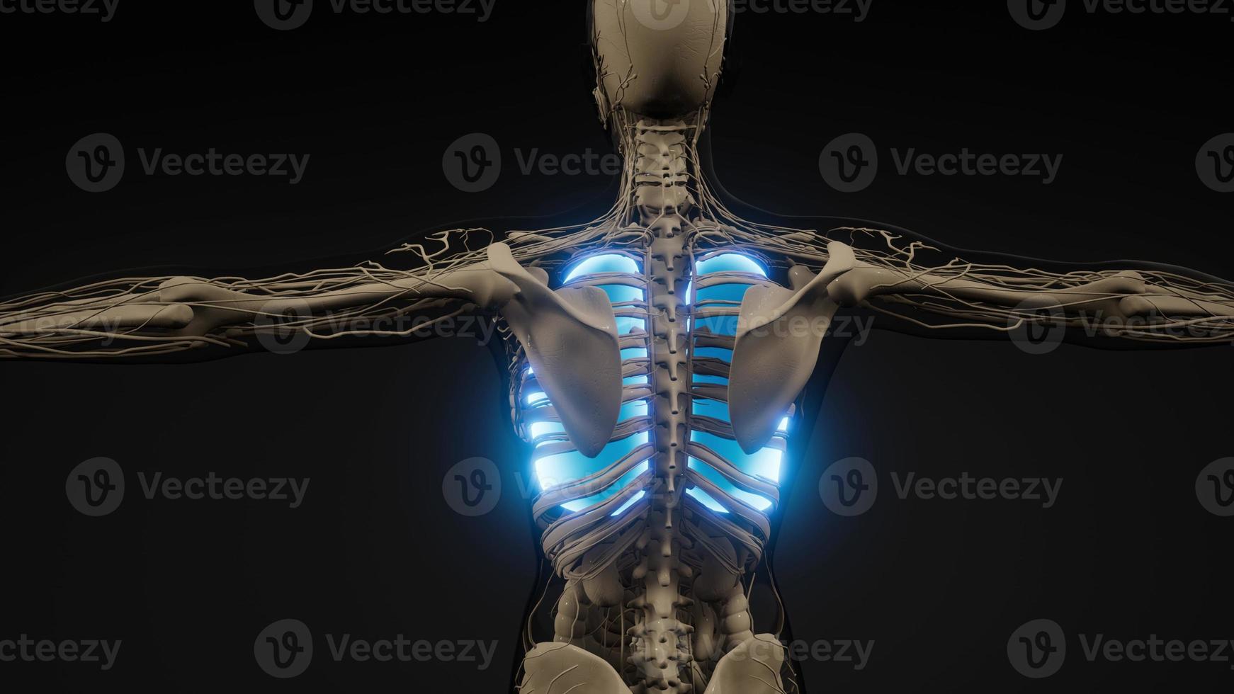 examen de radiología de pulmones humanos foto