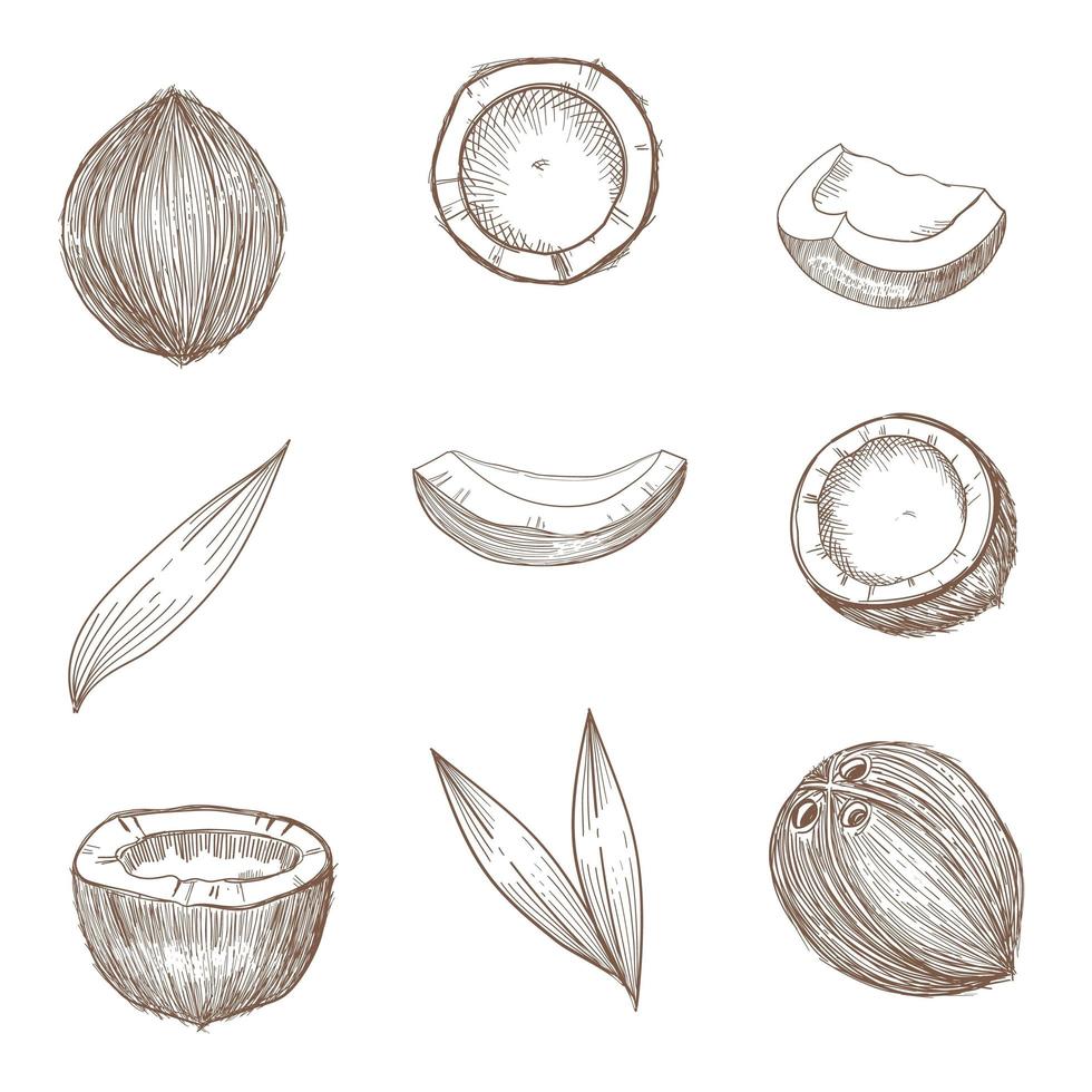 Coconut hand drawn sketch. Whole and half coconuts and palm leaves. vector
