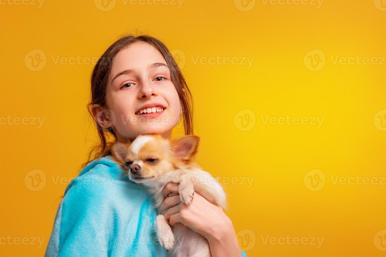Teen girl with a little white chihuahua dog in her arms. Girl in a blue hoodie on a yellow background. photo