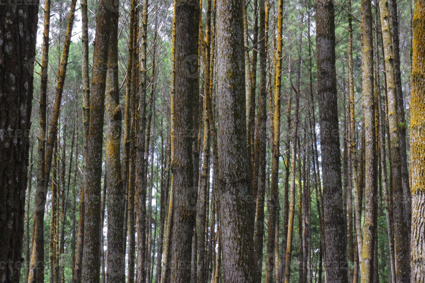 path in the pine forest photo