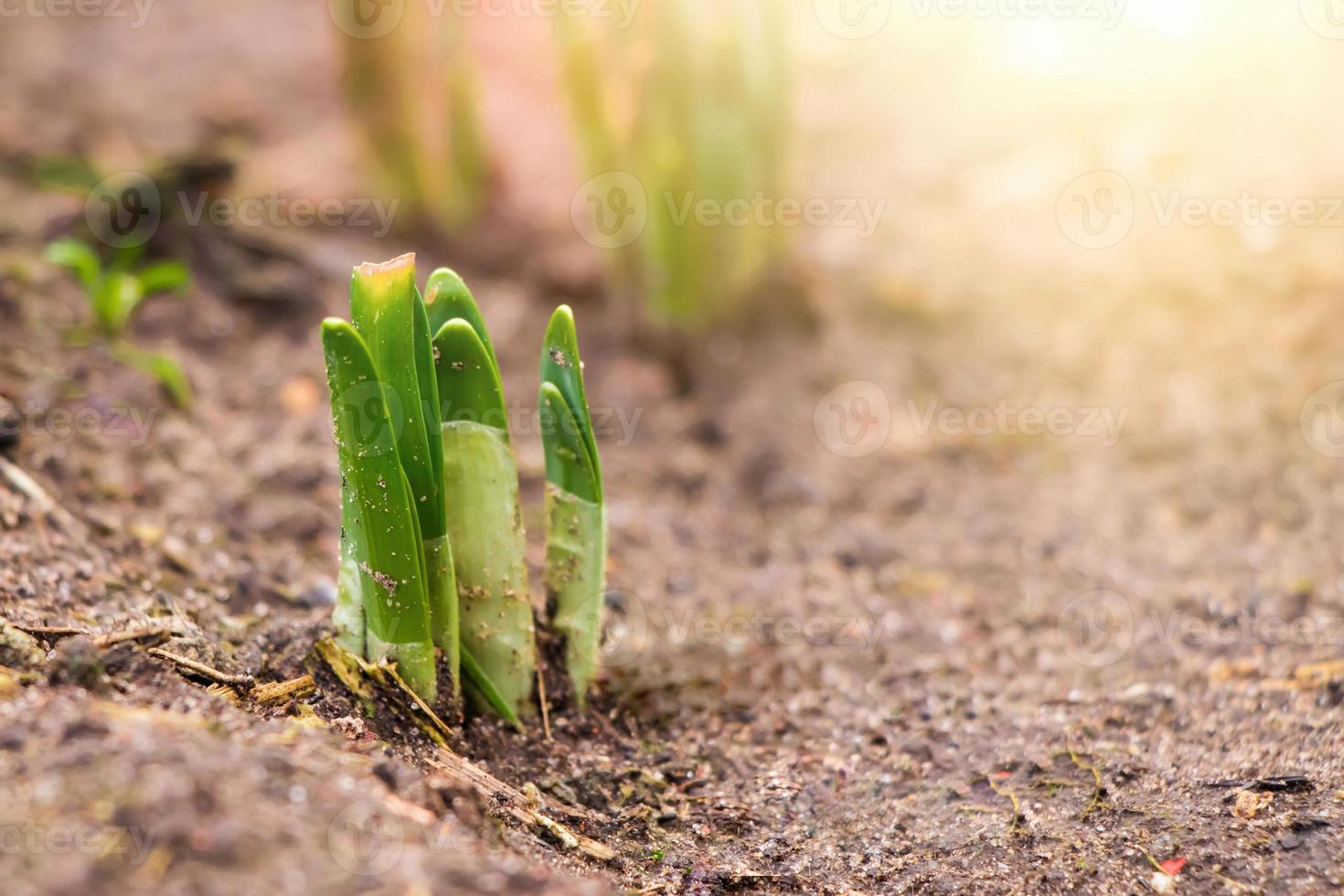 First green sprouts of flowers grow from the ground. Early spring. photo