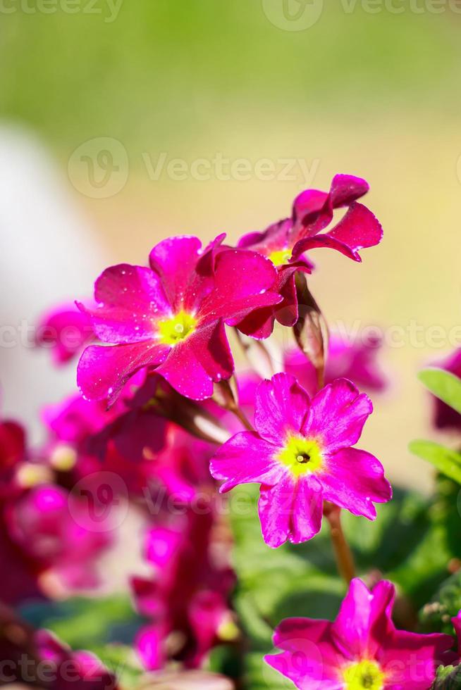 Purple primrose flowers close up. photo