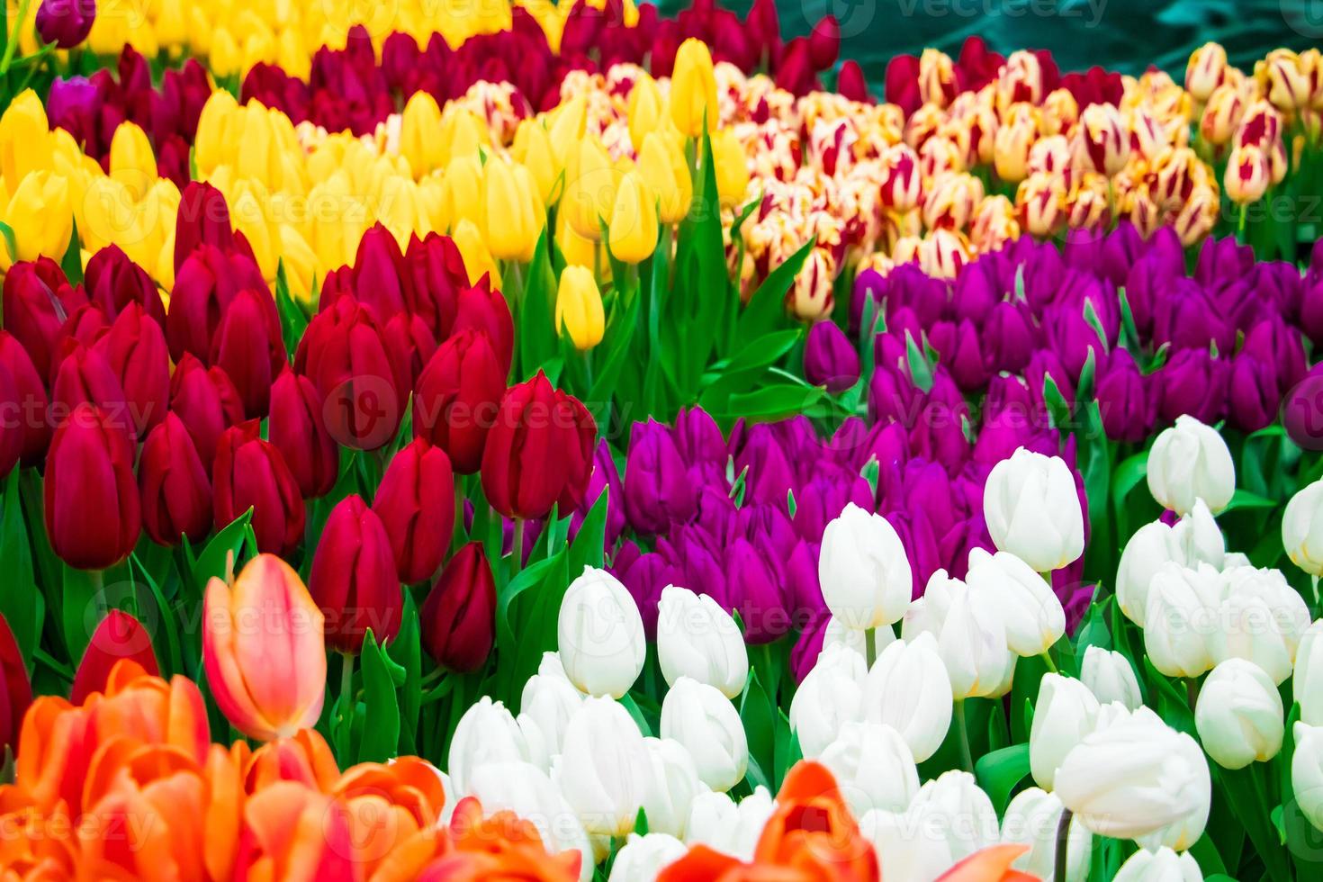 festival de tulipanes flores de colores brillantes. foto