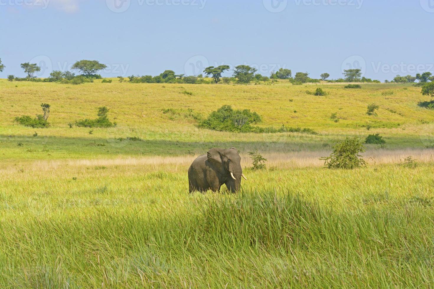 African Elephant on the Savannah photo