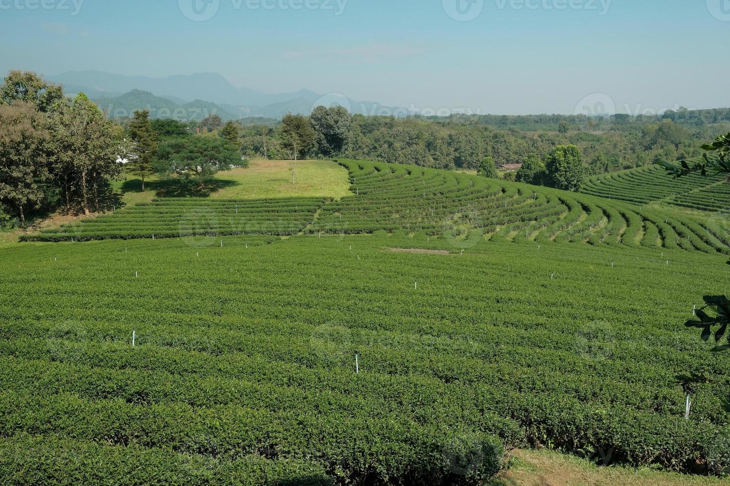 Scenery of agriculture field and irrigation of beautiful green tea plantation, tourism farmland on natural hill in Chiang Rai Thailand, countryside landscape and mountain wide views, spring travel. photo
