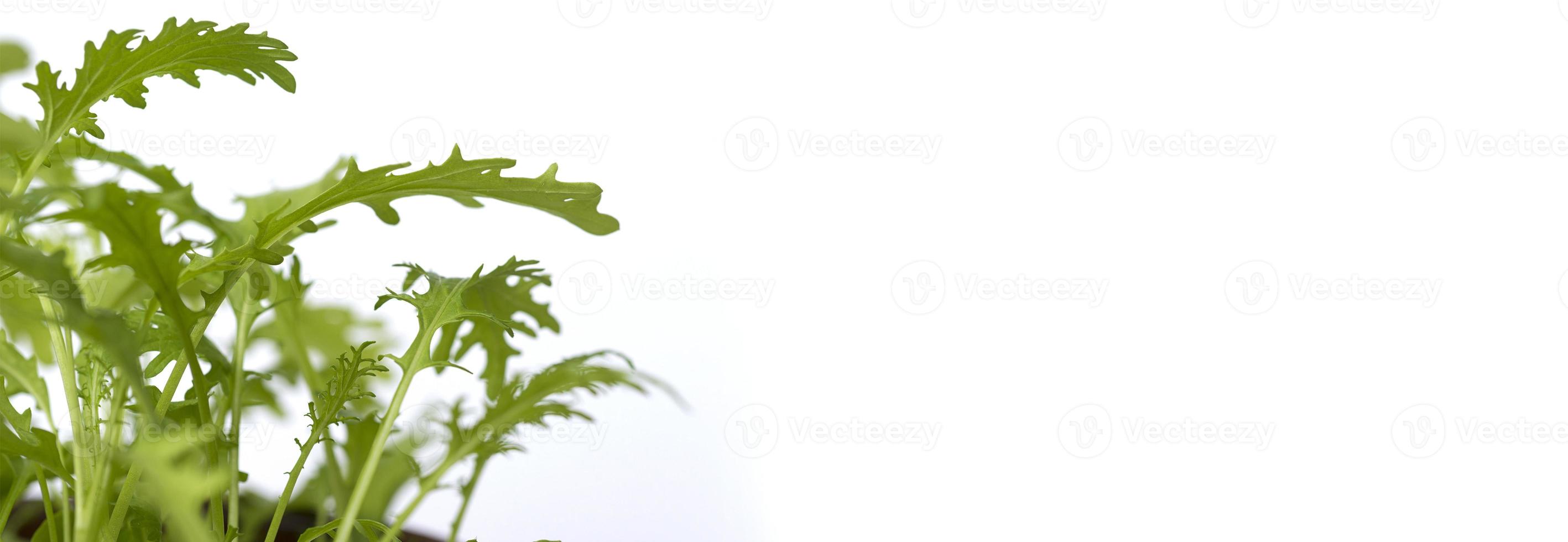 Isolated green grass on white background. photo