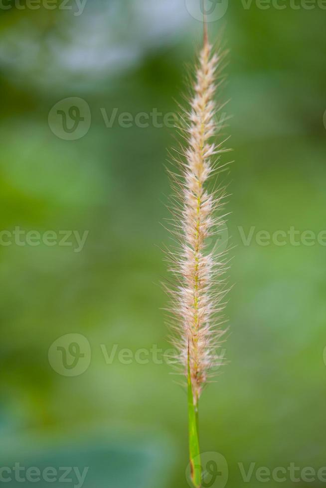 Feather Grass or Needle Grass photo