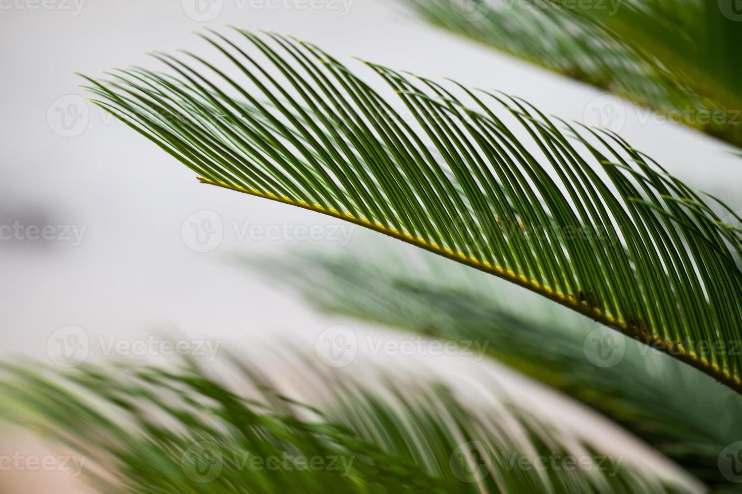 Green trees background photo