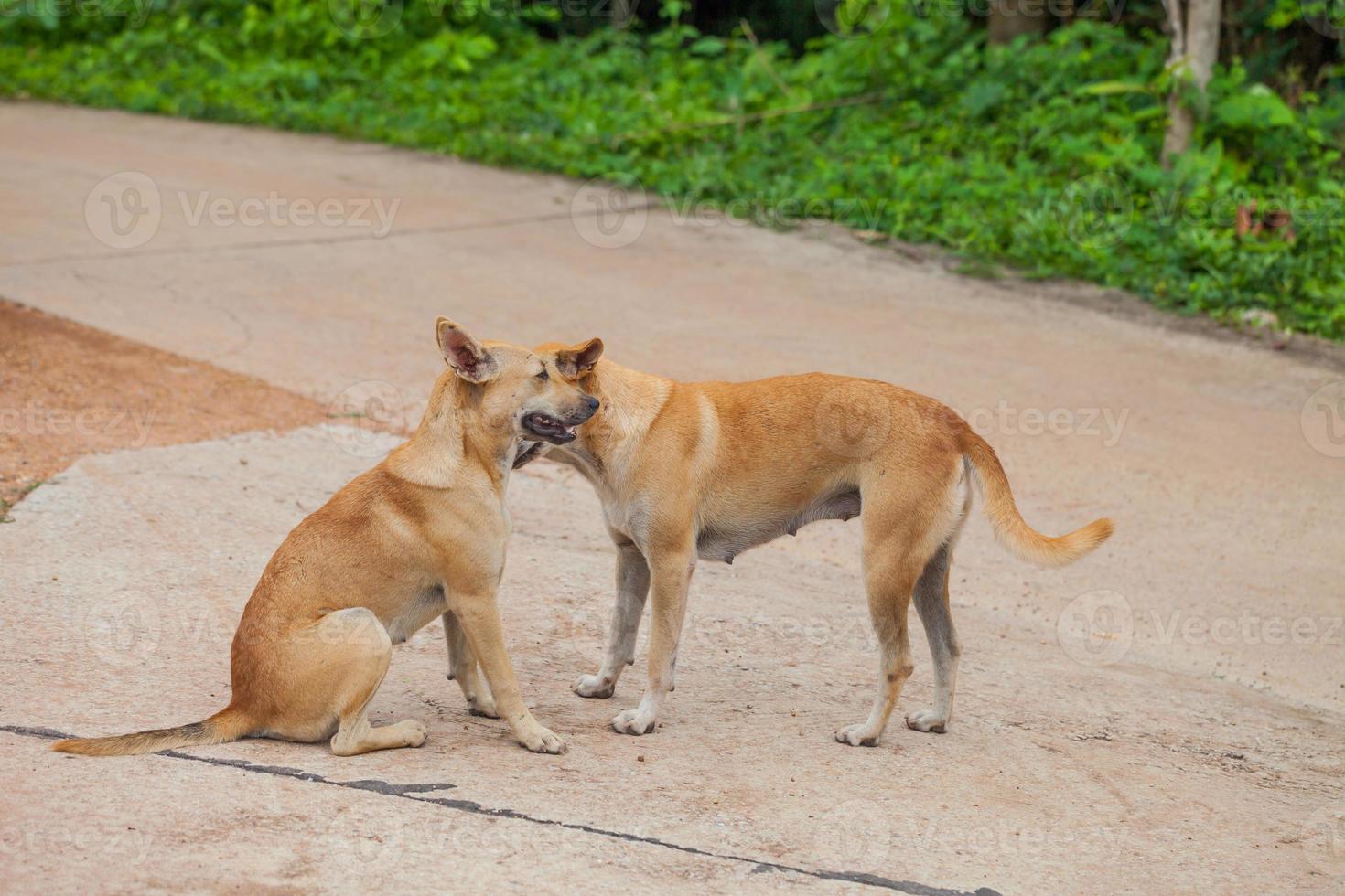 Dog are checking for fleas and ticks photo