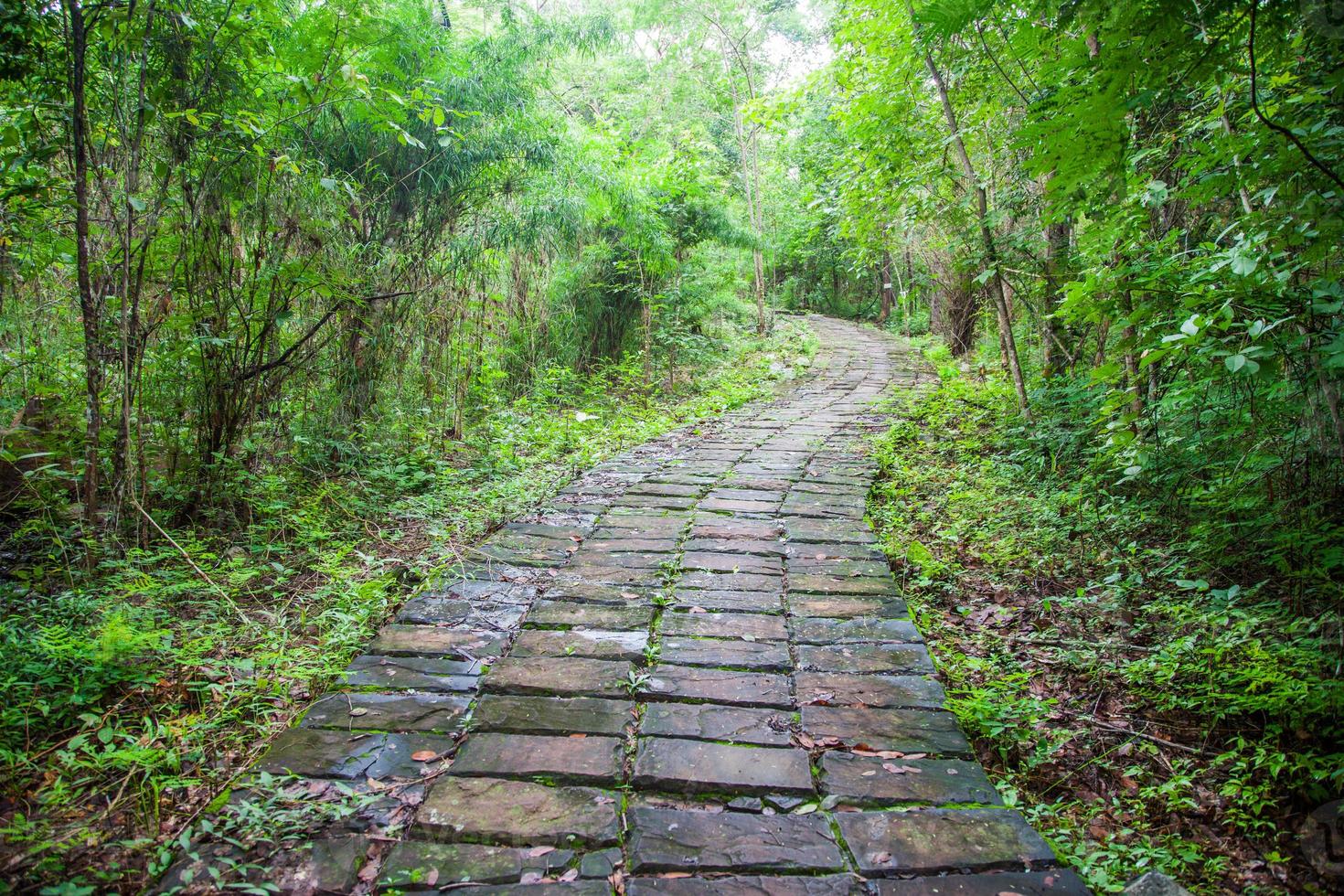 camino de piedra que pasa a través de la cascada foto