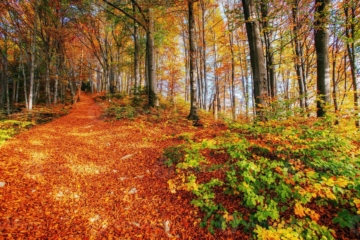 Beautiful view of the forest on a sunny day. photo