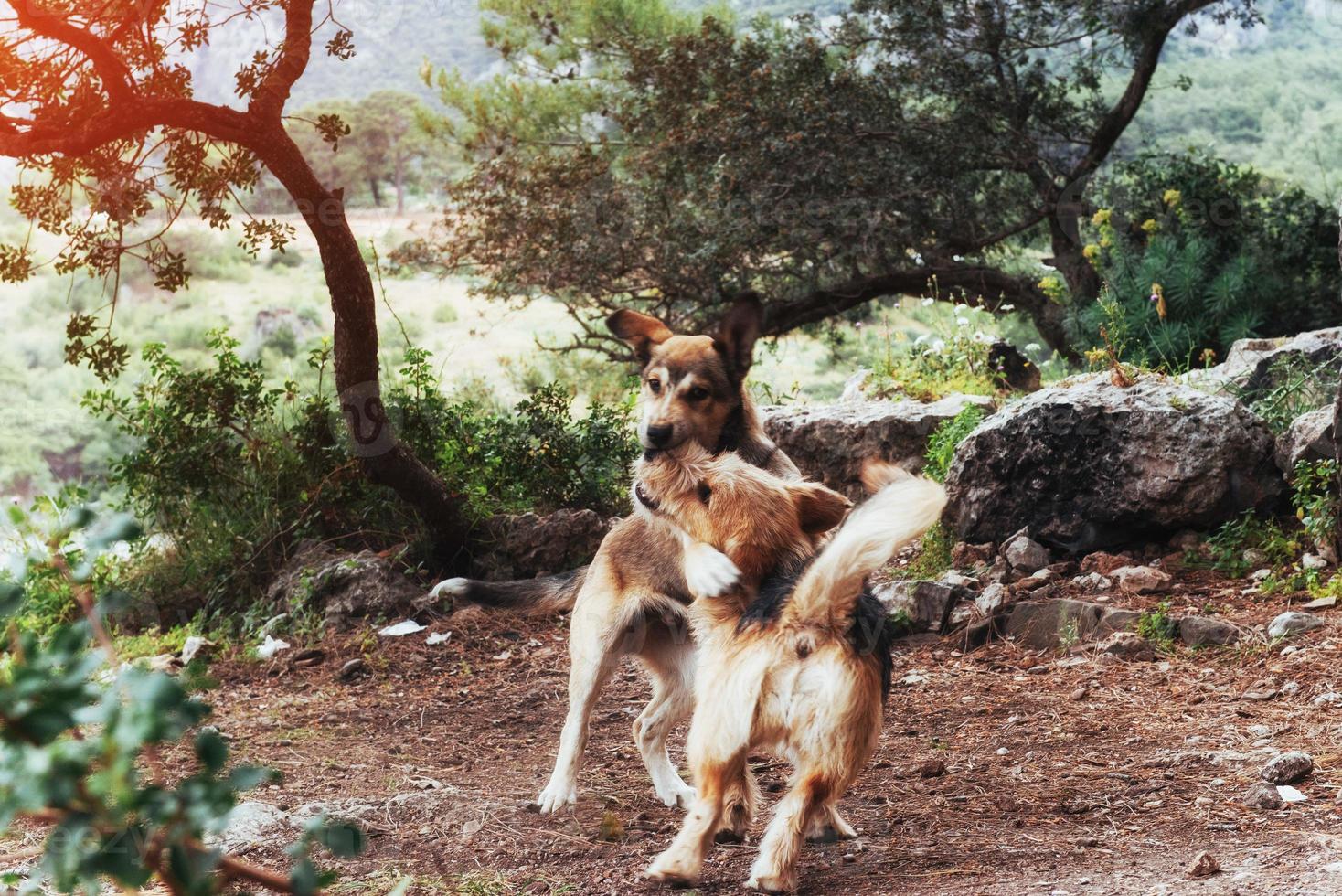 dos perros peleando entre sí cárpatos. Ucrania. Europa foto