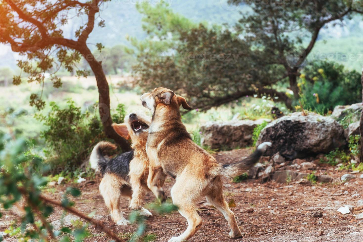 Two dogs fighting with each other photo