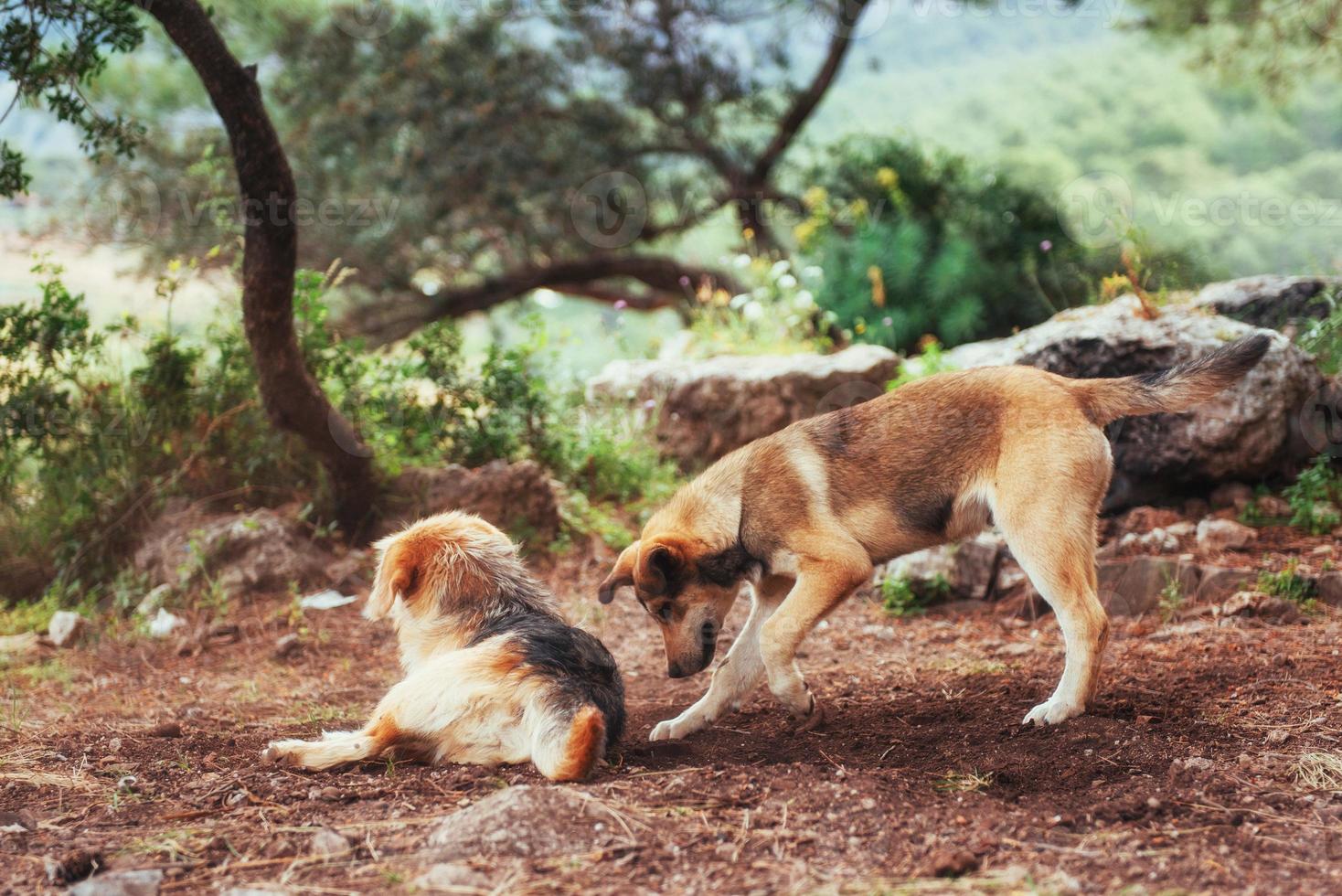 dos perros peleando entre sí cárpatos. Ucrania. Europa foto