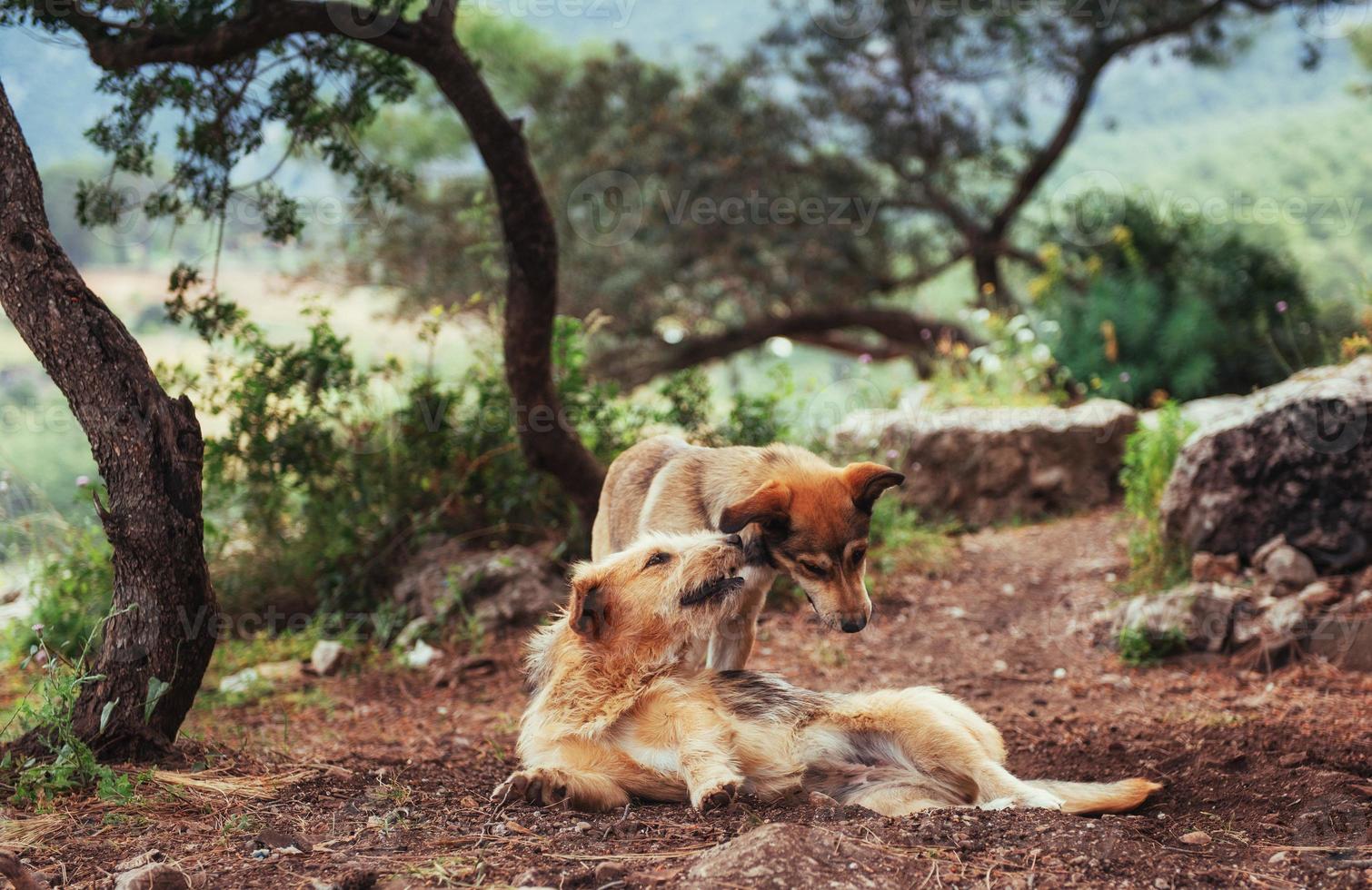 Two dogs fighting with each other Carpathians Ukraine Europe photo