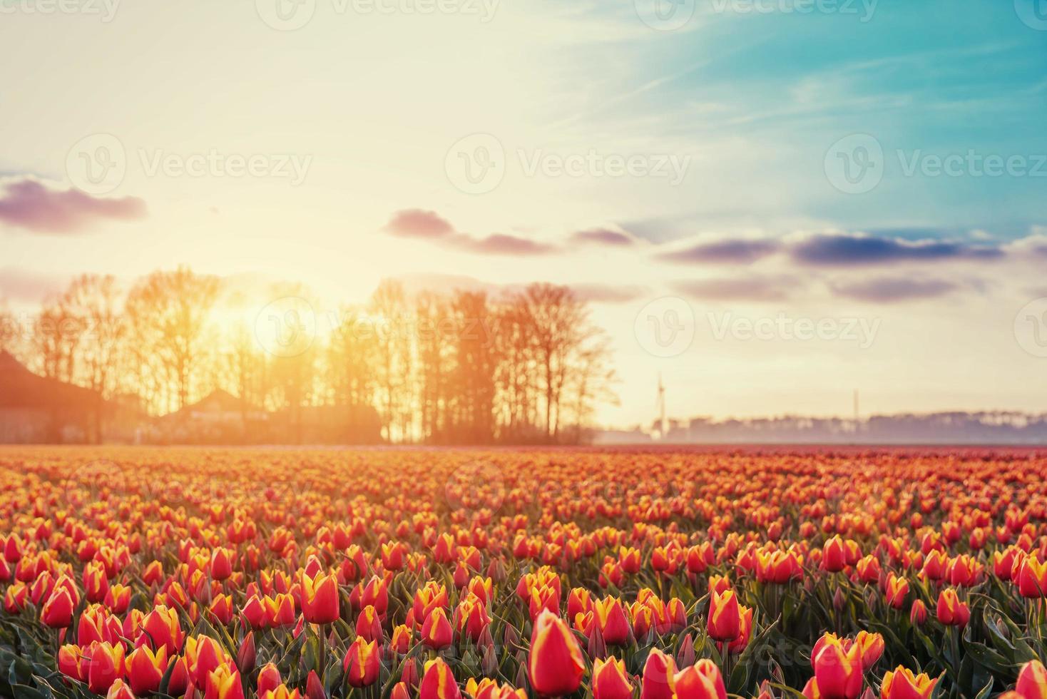 Beautiful red tulip field in the Netherlands. Fantastic event wi photo
