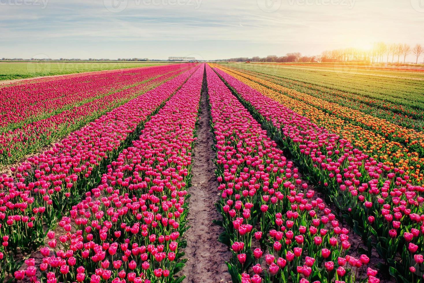 Beautiful tulips field in the Netherlands. Holland photo