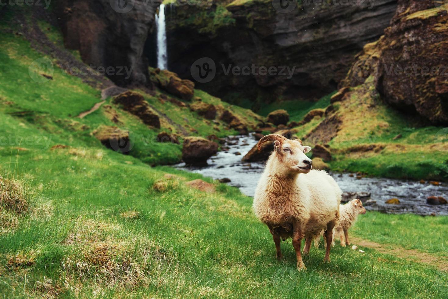 la oveja islandesa foto