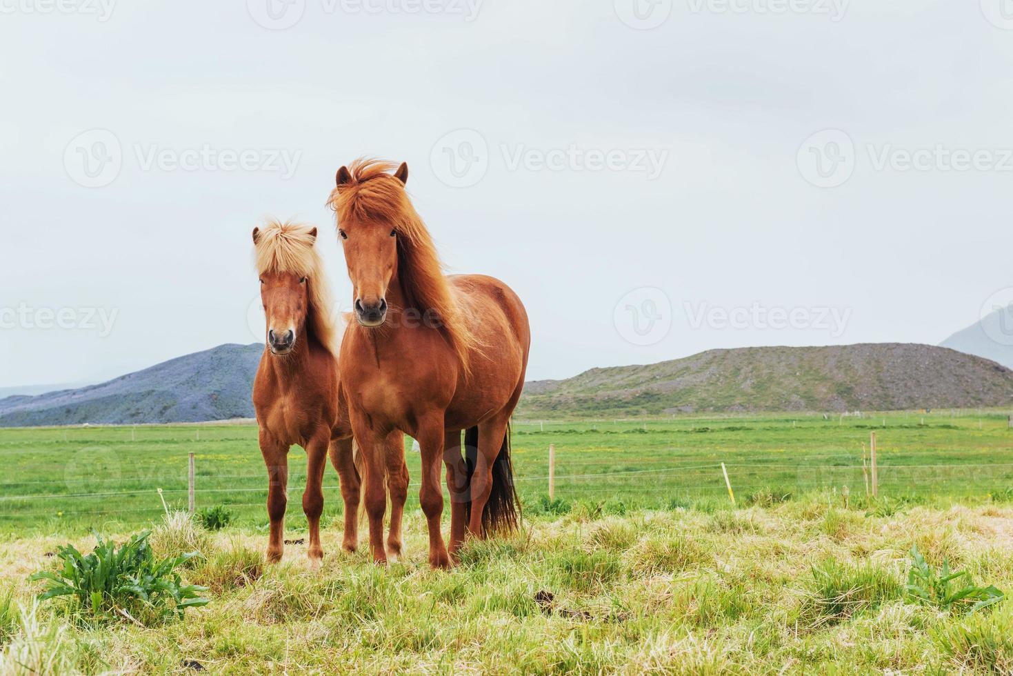 Charming Icelandic horses in a pasture with mountains photo