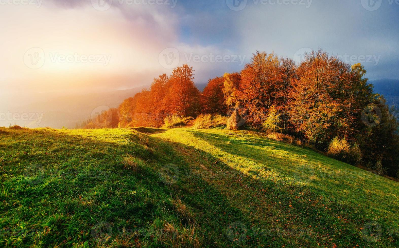 camino forestal en otoño. foto