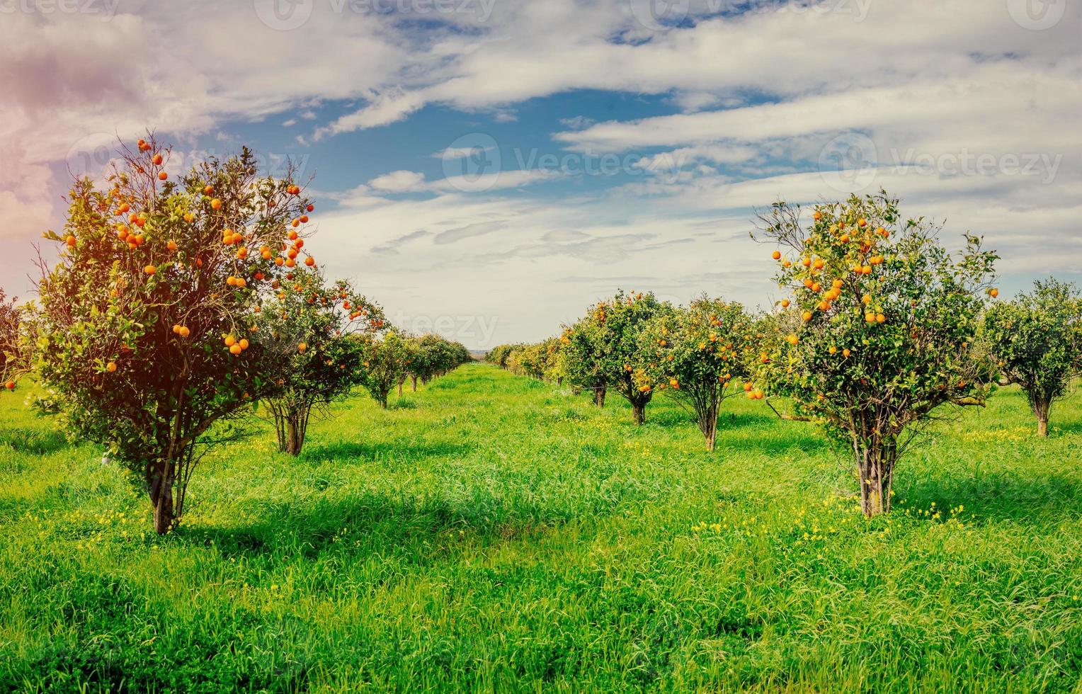 orange trees plantations photo