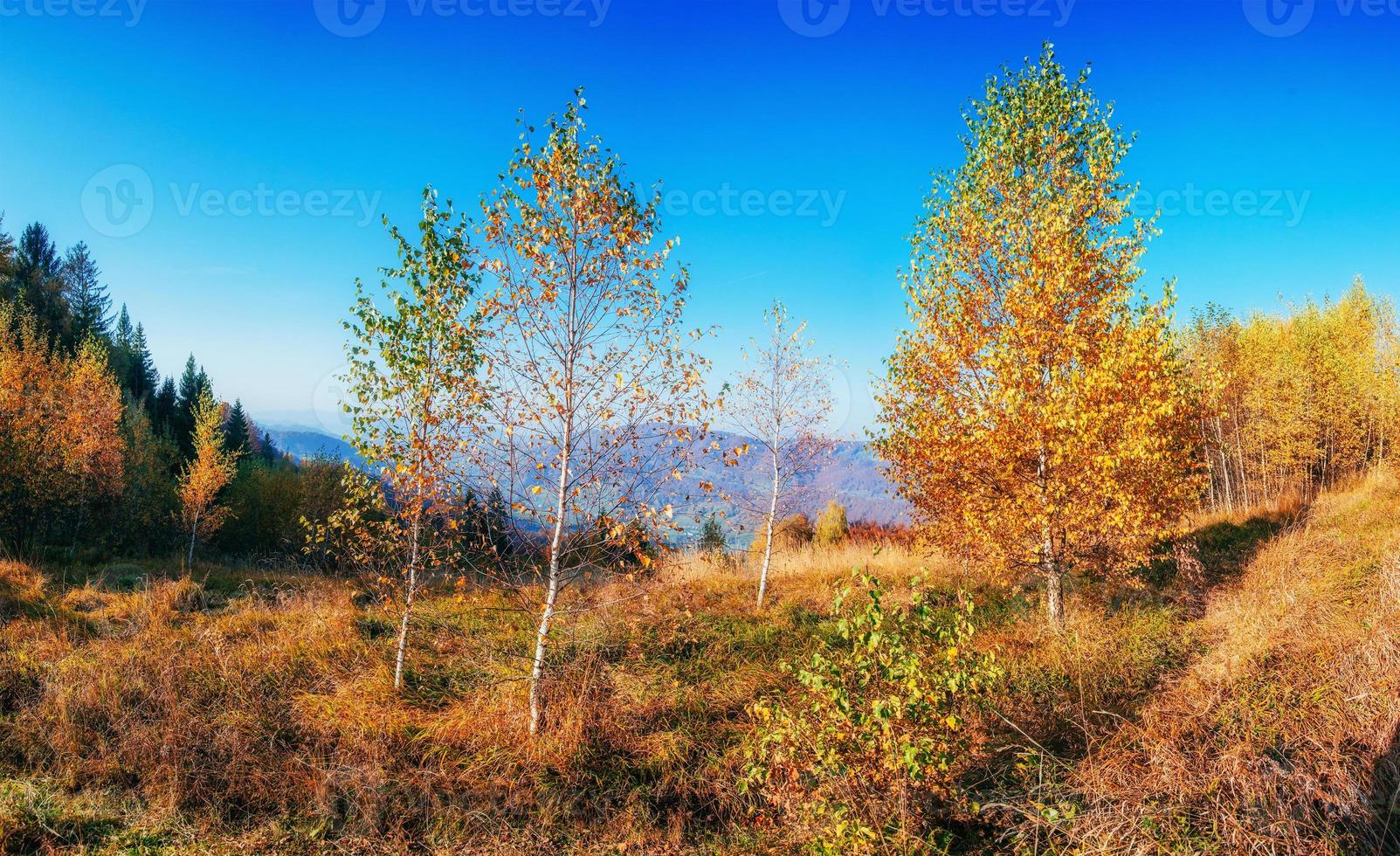 birch forest in sunny afternoon while autumn season photo