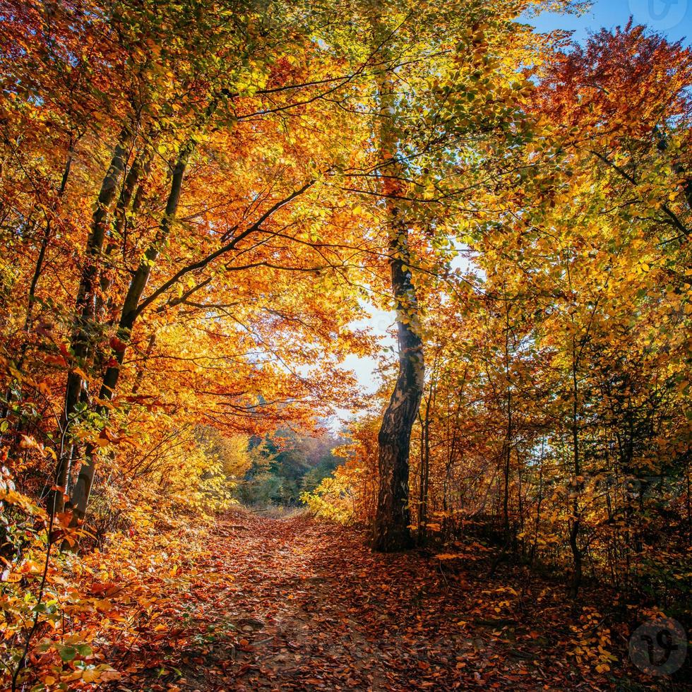 Forest Road in the autumn.  Landscape. photo