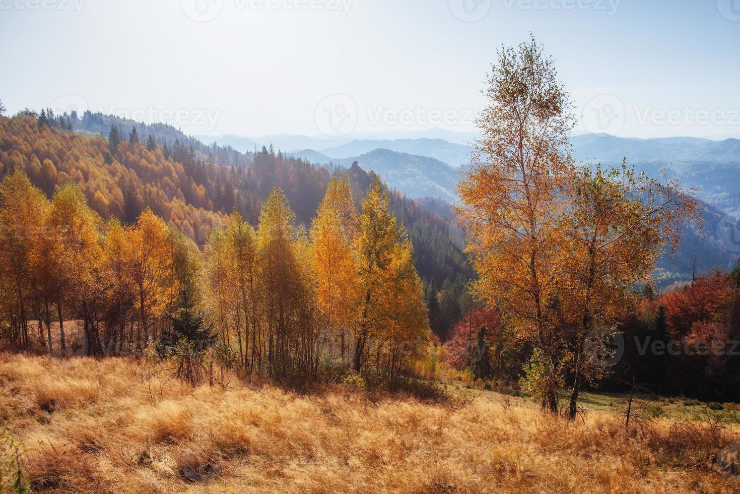 camino forestal en otoño. paisaje. cárpato ucrania europa foto