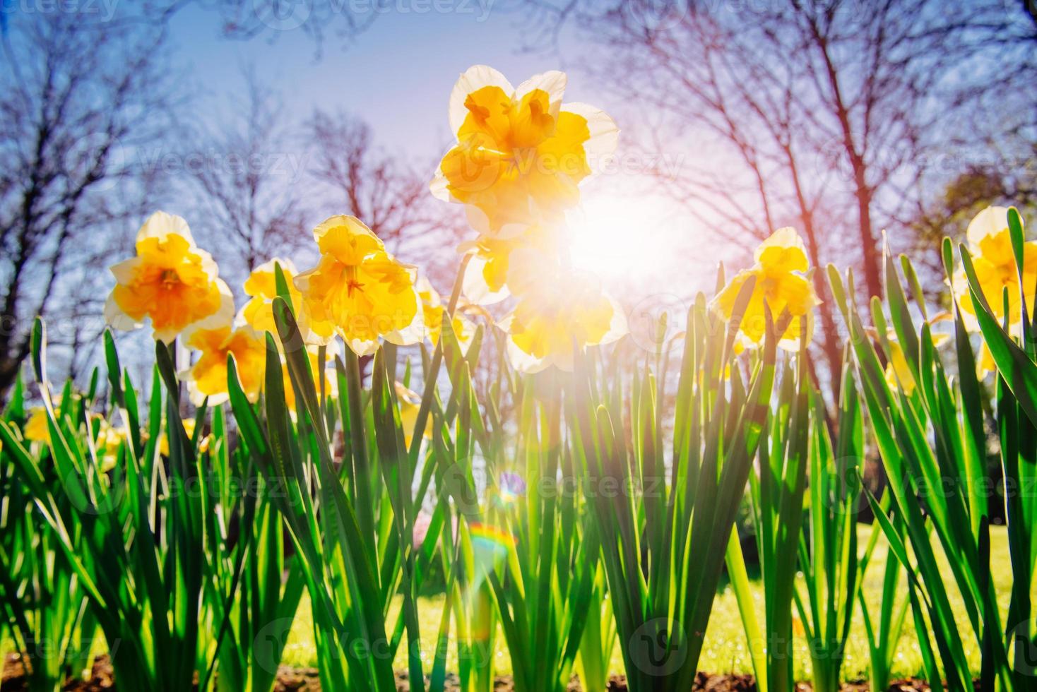 Yellow Daffodils in the gardens of Holland photo