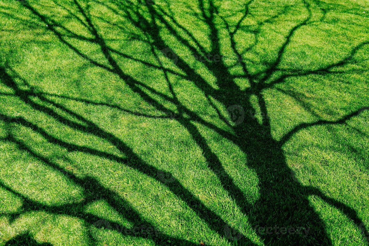 background of dew drops on bright green grass photo