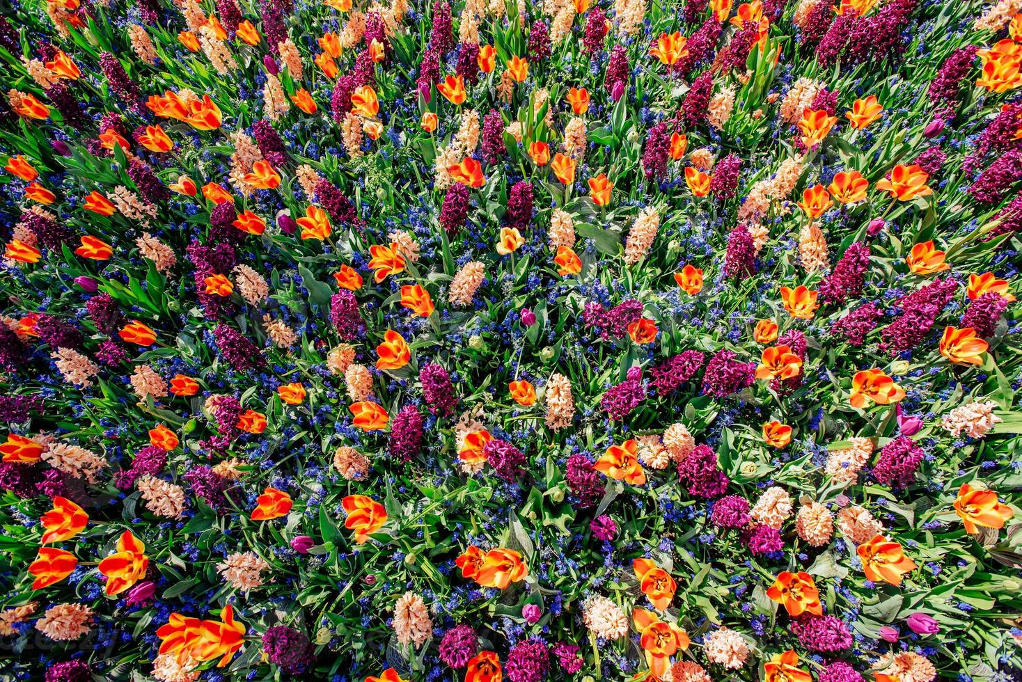 field of wild flowers. photo