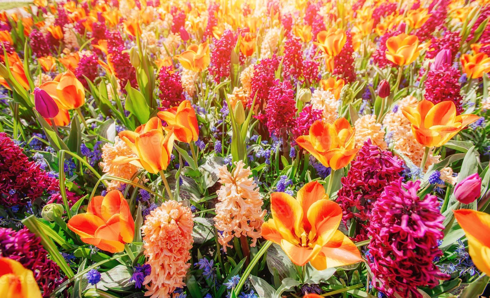 field of wild flowers. photo