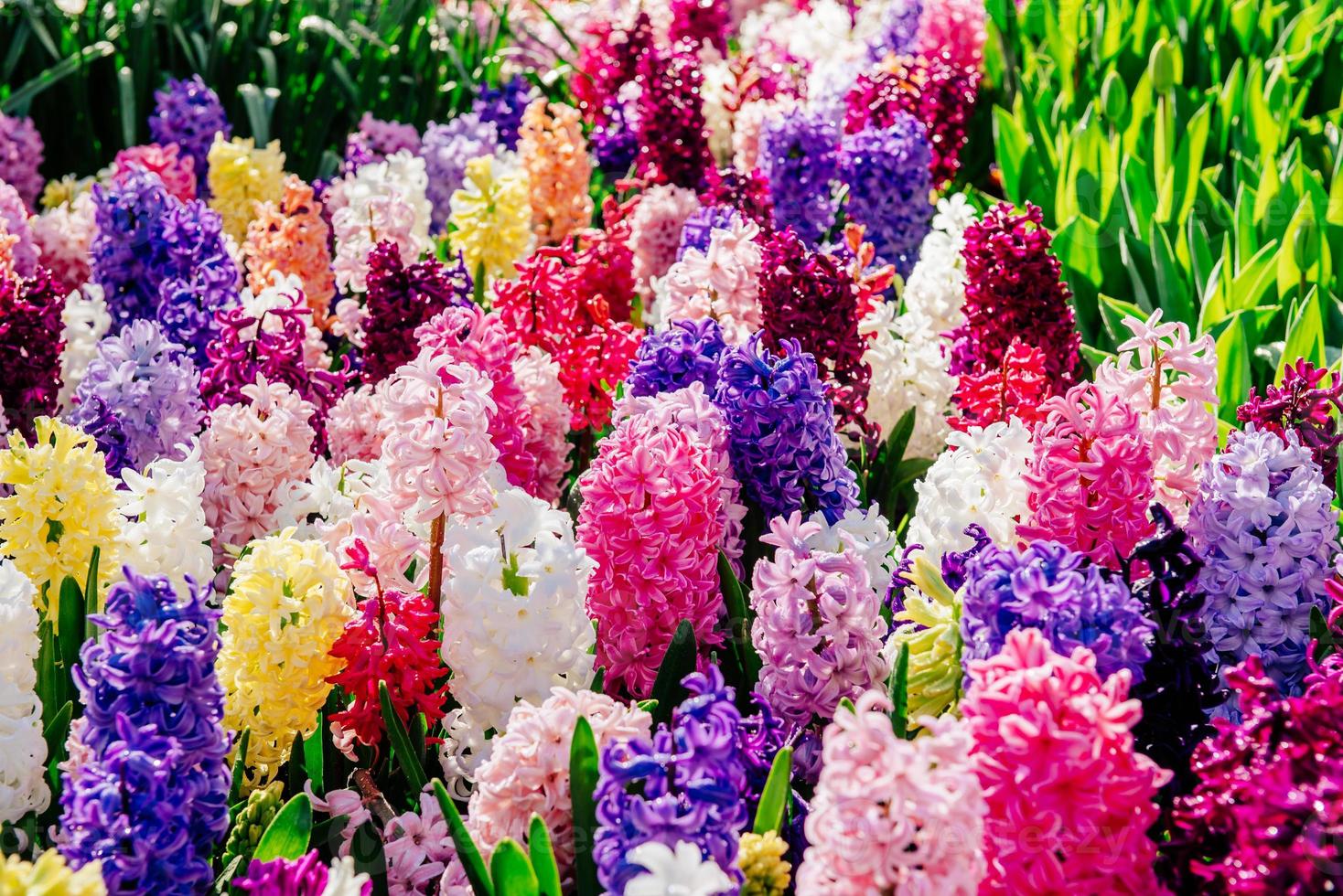 Many colorful hyacinths photo