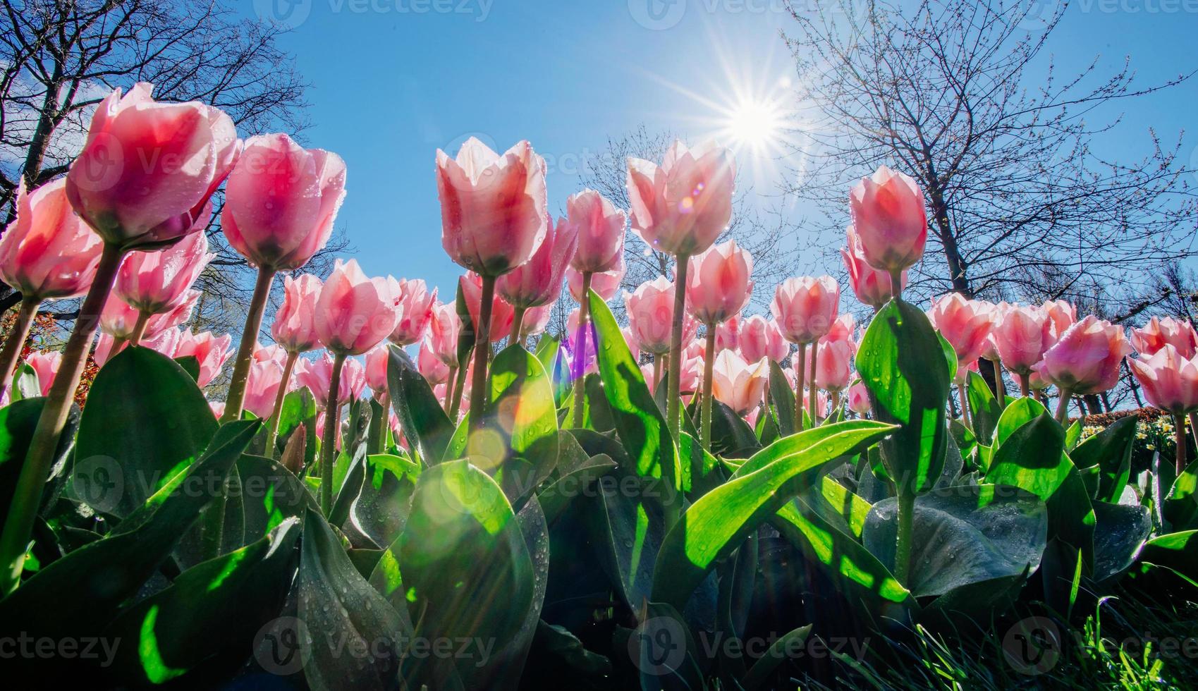 the sunlight shines through the beautiful spring tulips photo