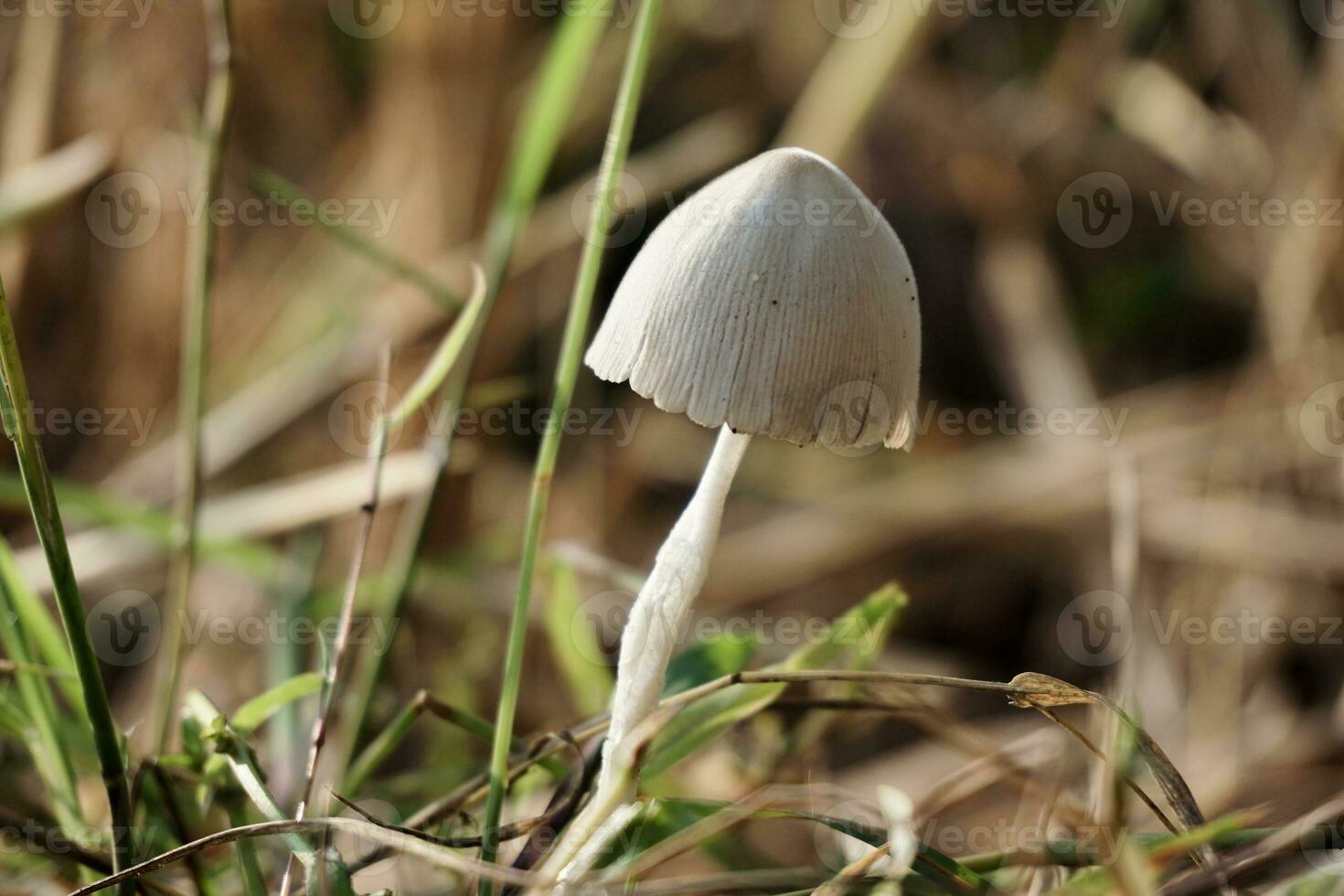 white fungus growing on the grass. Macro mushroom photo