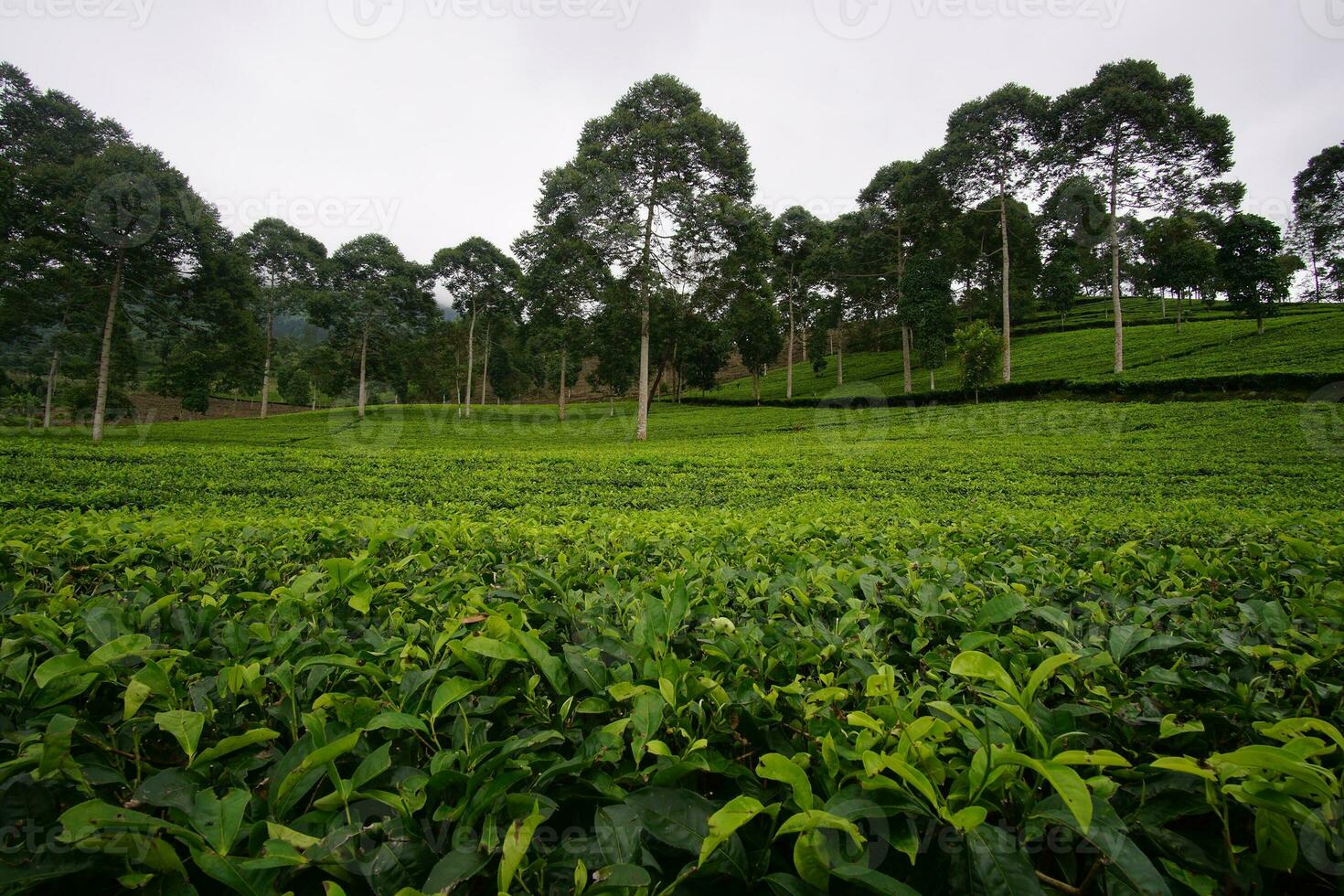 The vast and beautiful view of the Tea garden photo