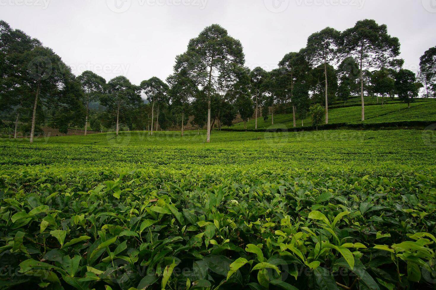 la vasta y hermosa vista del jardín de té foto