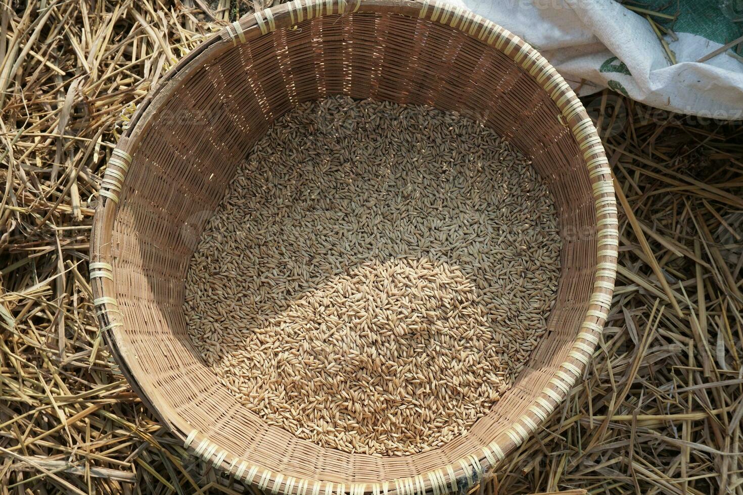 Raw rice being dried photo
